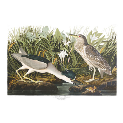 Framed Print on Rag Paper: Night Heron by John James Audubon