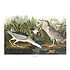 The Picturalist | Fine Art Prints on Paper Night Heron by John James Audubon