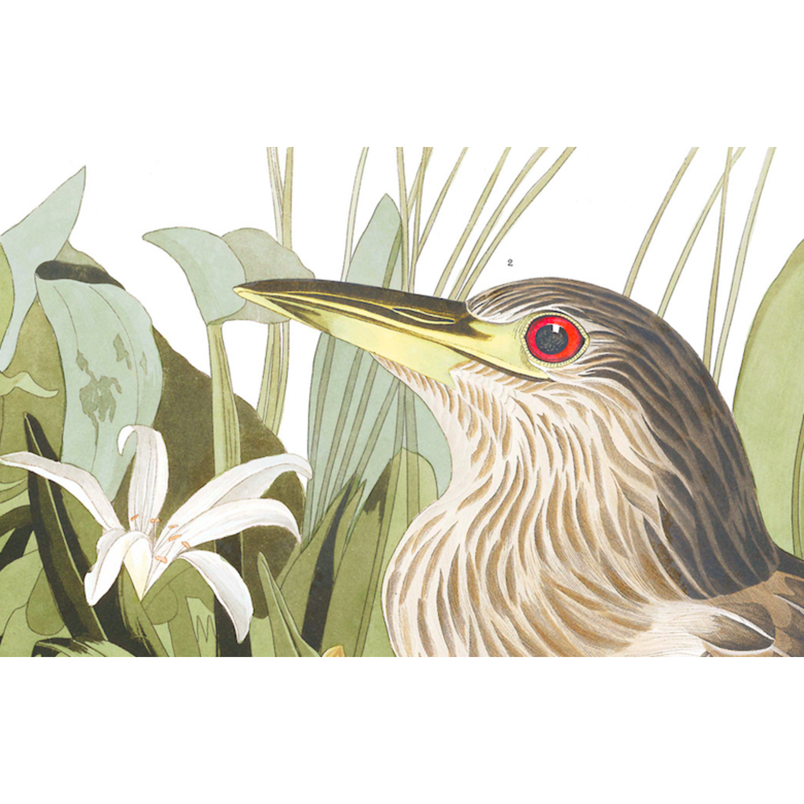 Fine Art Print on Rag Paper Night Heron by John James Audubon
