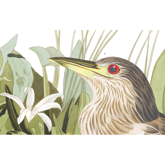 The Picturalist | Fine Art Prints on Paper Night Heron by John James Audubon