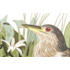 The Picturalist | Fine Art Prints on Paper Night Heron by John James Audubon