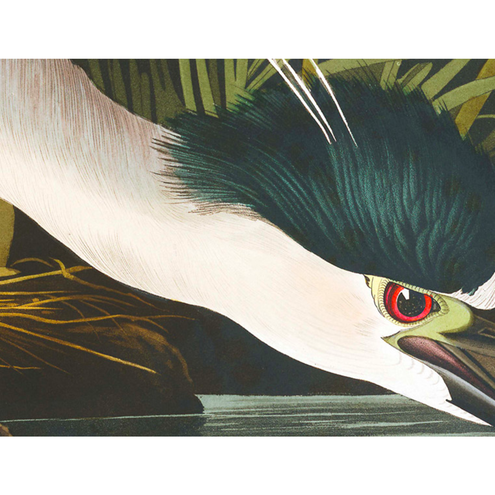The Picturalist | Fine Art Prints on Paper Night Heron by John James Audubon