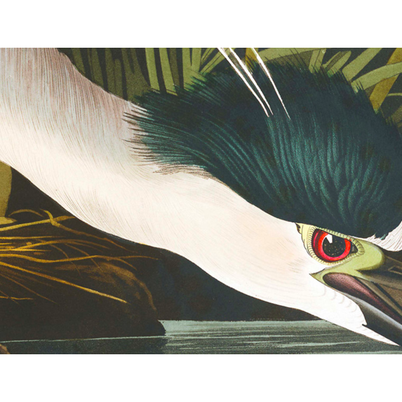 The Picturalist | Fine Art Prints on Paper Night Heron by John James Audubon