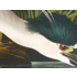 The Picturalist | Fine Art Prints on Paper Night Heron by John James Audubon
