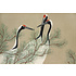 Fine Art Print on Rag Paper Cranes from Momoyogusa by Kamisaka Sekka