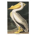 Fine Art Print on Rag Paper American White Pelican