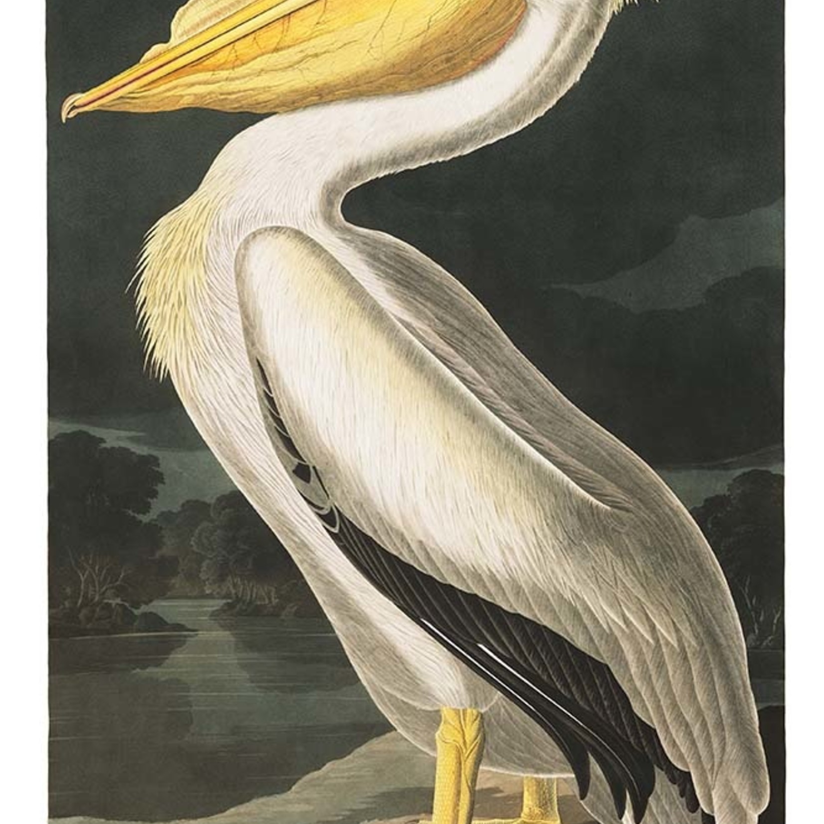 Framed Print on Rag Paper: American White Pelican by John James Audubon