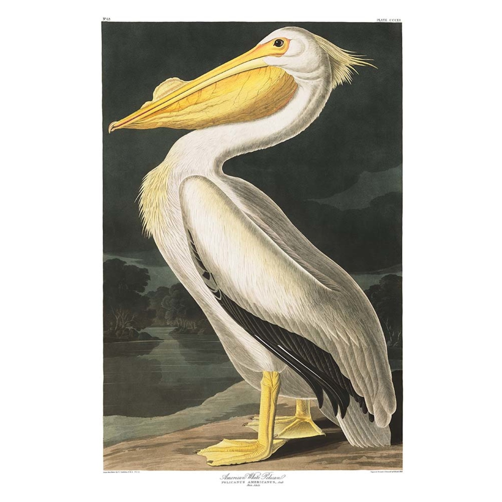 Fine Art Print on Rag Paper American White Pelican by John James Audubon