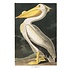 Fine Art Print on Rag Paper American White Pelican by John James Audubon