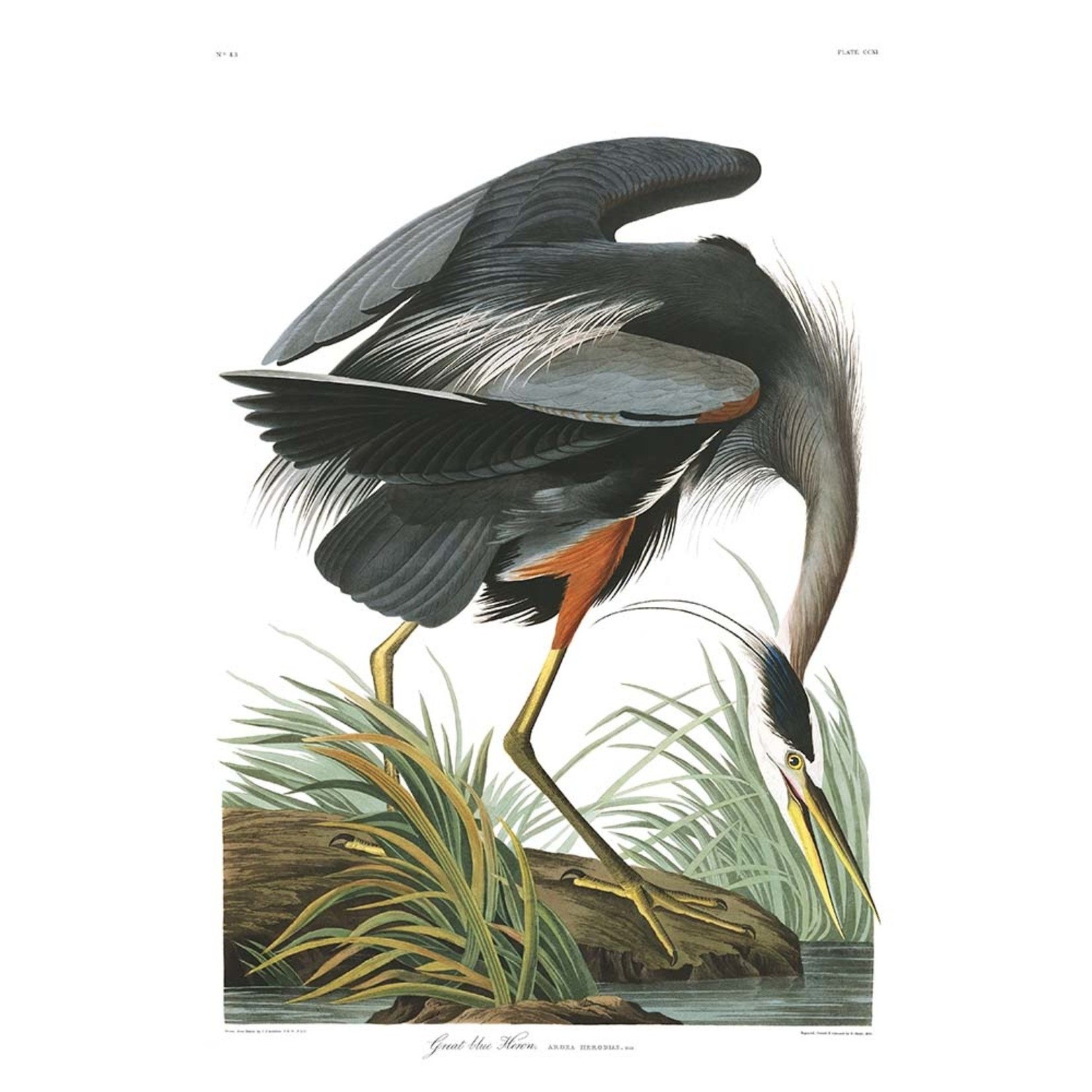 Fine Art Print on Rag Paper Great Blue Heron by John James Audubon