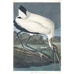 Fine Art Print on Rag Paper Wood Ibis