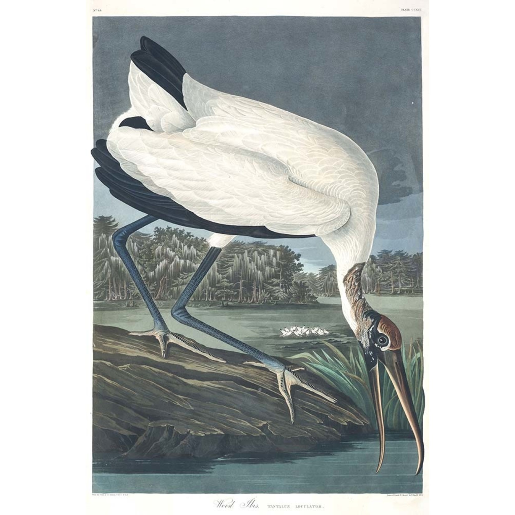 The Picturalist | Fine Art Print on Rag Paper Wood Ibis by John James Audubon