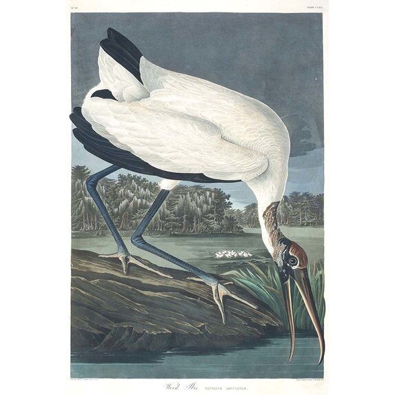 Fine Art Print on Rag Paper Wood Ibis by John James Audubon