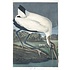 Framed Print on Rag Paper: Wood Ibis by John James Audubon
