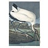 The Picturalist | Fine Art Prints on Paper Wood Ibis by John James Audubon