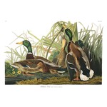 Framed Print on Rag Paper: Mallard Duck