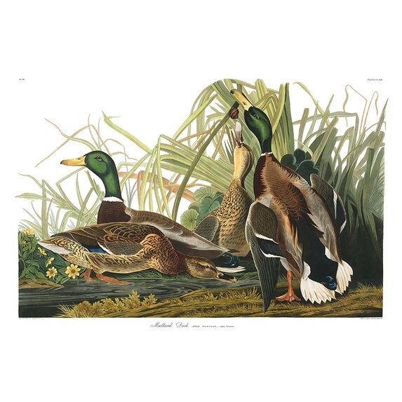 The Picturalist | Fine Art Prints on Paper Mallard Duck by John James Audubon