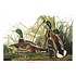 The Picturalist | Fine Art Prints on Paper Mallard Duck by John James Audubon