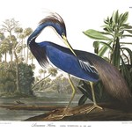 Framed Print on Rag Paper: Louisiana Heron