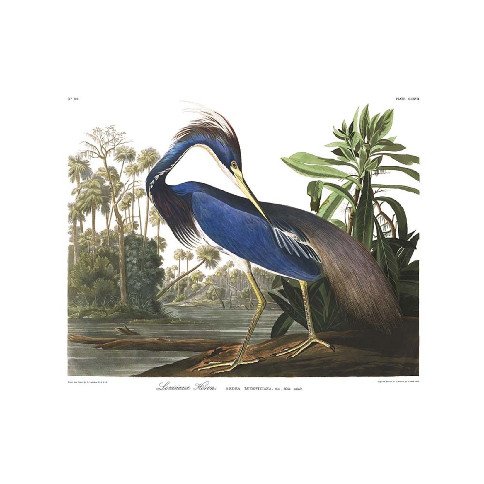 The Picturalist | Fine Art Prints on Paper Louisiana Heron by John James Audubon