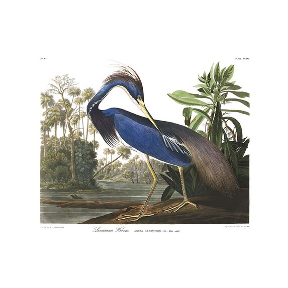 The Picturalist | Fine Art Prints on Paper Louisiana Heron by John James Audubon