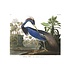 Fine Art Print on Rag Paper Louisiana Heron by John James Audubon