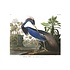 The Picturalist | Fine Art Prints on Paper Louisiana Heron by John James Audubon
