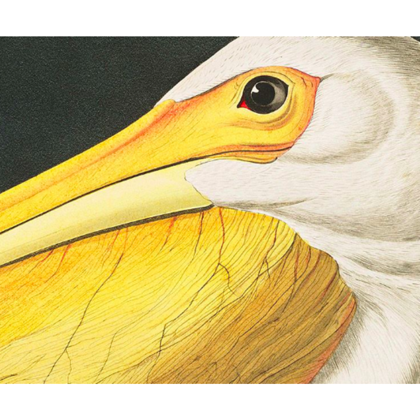 The Picturalist | Fine Art Prints on Paper American White Pelican by John James Audubon