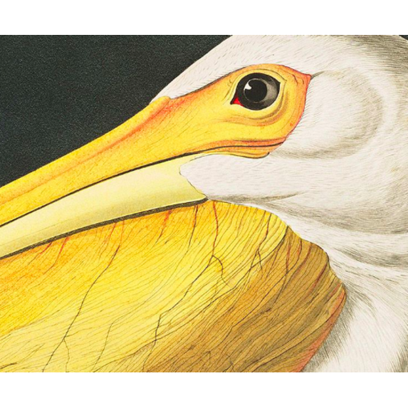 The Picturalist | Fine Art Prints on Paper American White Pelican by John James Audubon