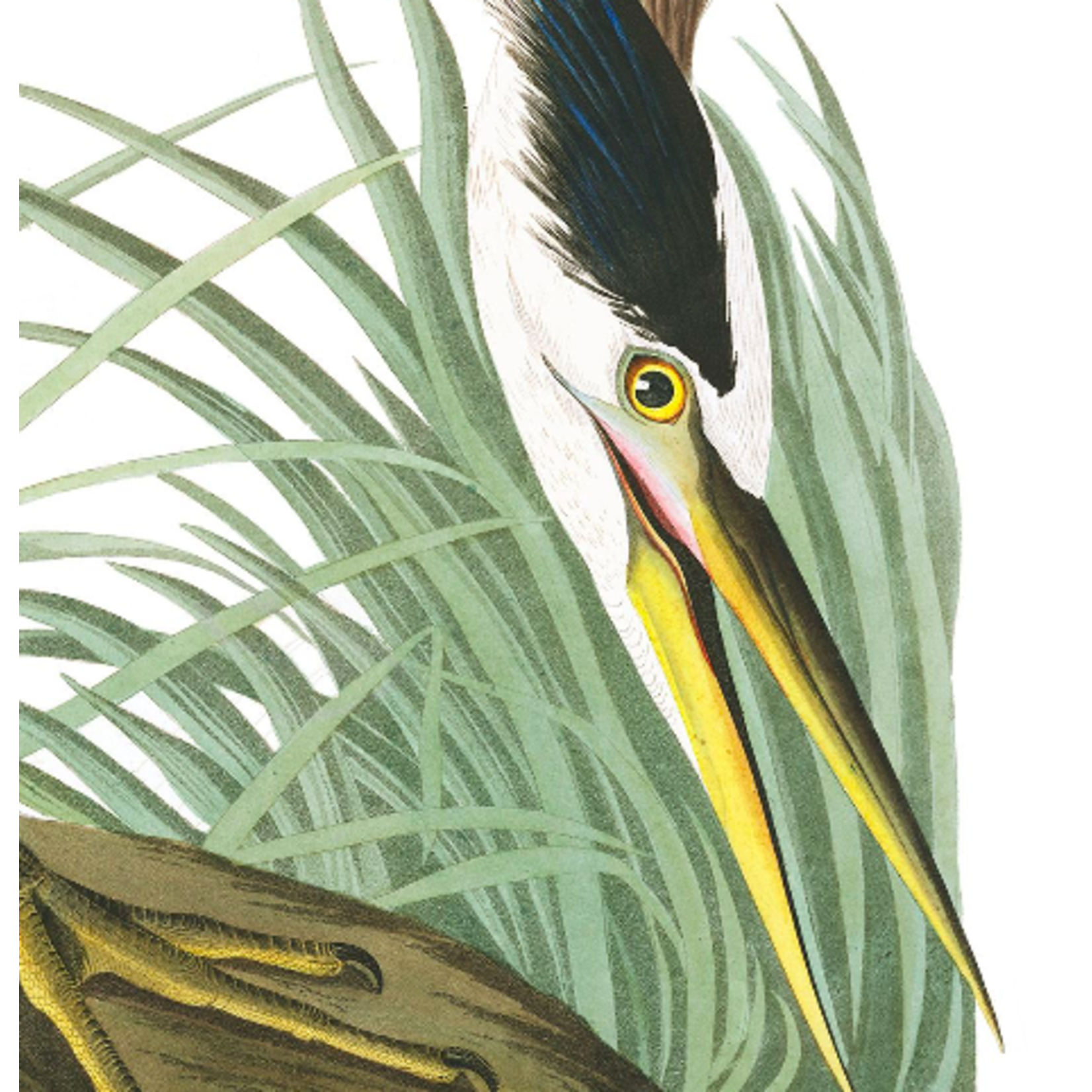Framed Print on Rag Paper: Great Blue Heron by John James Audubon