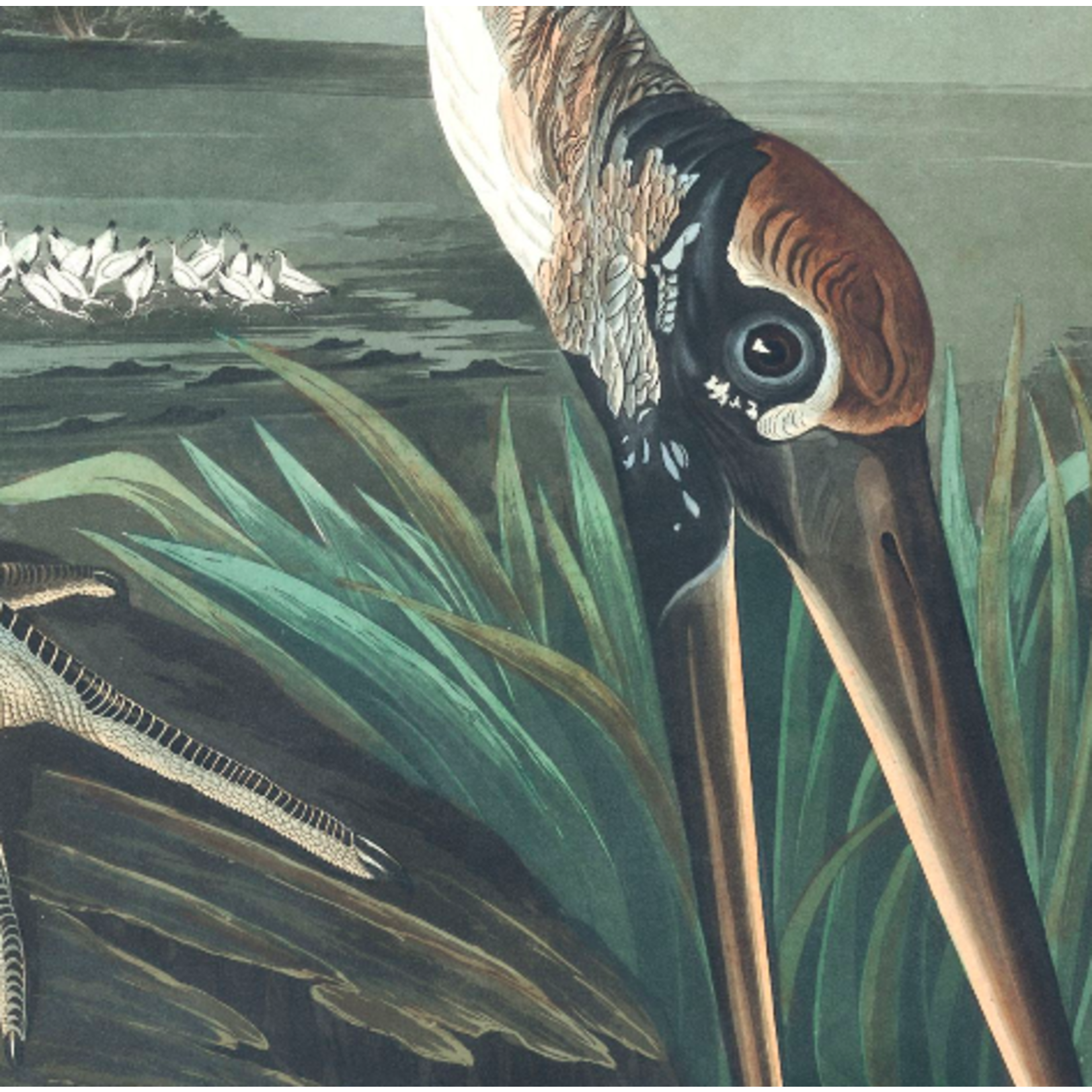 Framed Print on Rag Paper: Wood Ibis by John James Audubon