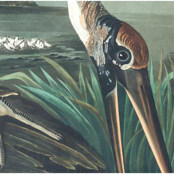 Fine Art Print on Rag Paper Wood Ibis by John James Audubon