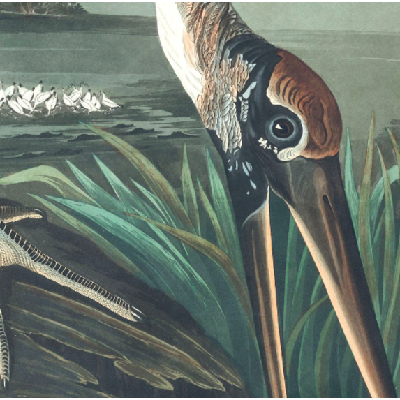 The Picturalist | Fine Art Prints on Paper Wood Ibis by John James Audubon