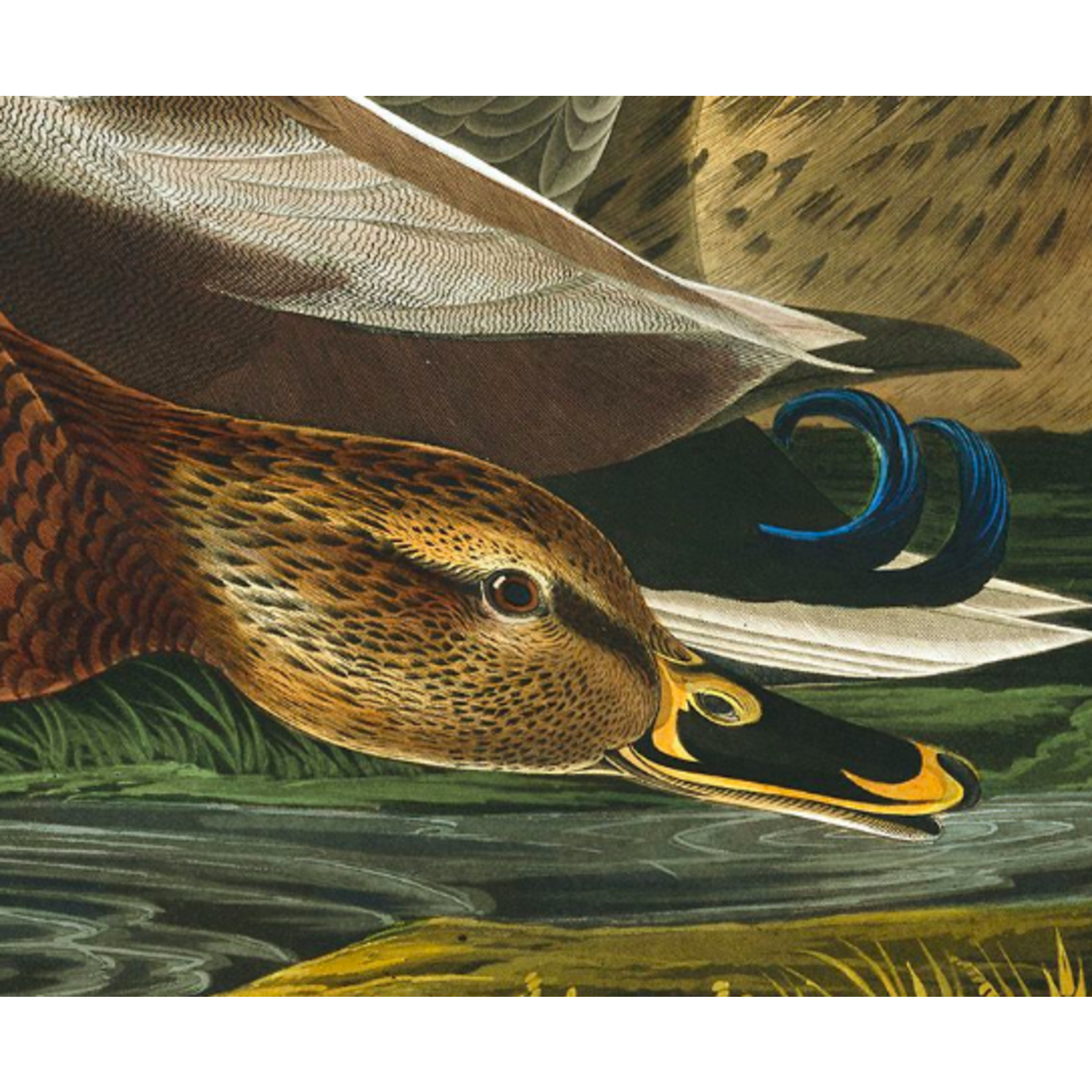 Fine Art Print on Rag Paper Mallard Duck by John James Audubon