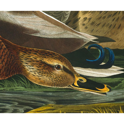 Framed Print on Rag Paper: Mallard Duck by John James Audubon