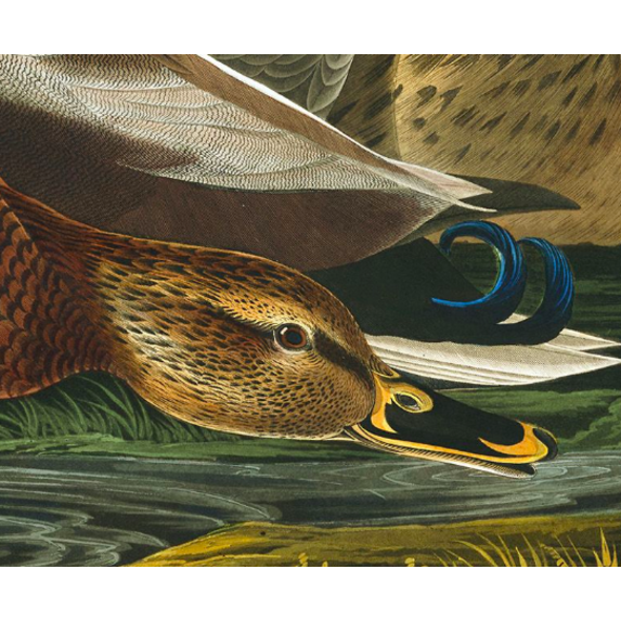 The Picturalist | Fine Art Prints on Paper Mallard Duck by John James Audubon