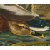 The Picturalist | Fine Art Prints on Paper Mallard Duck by John James Audubon