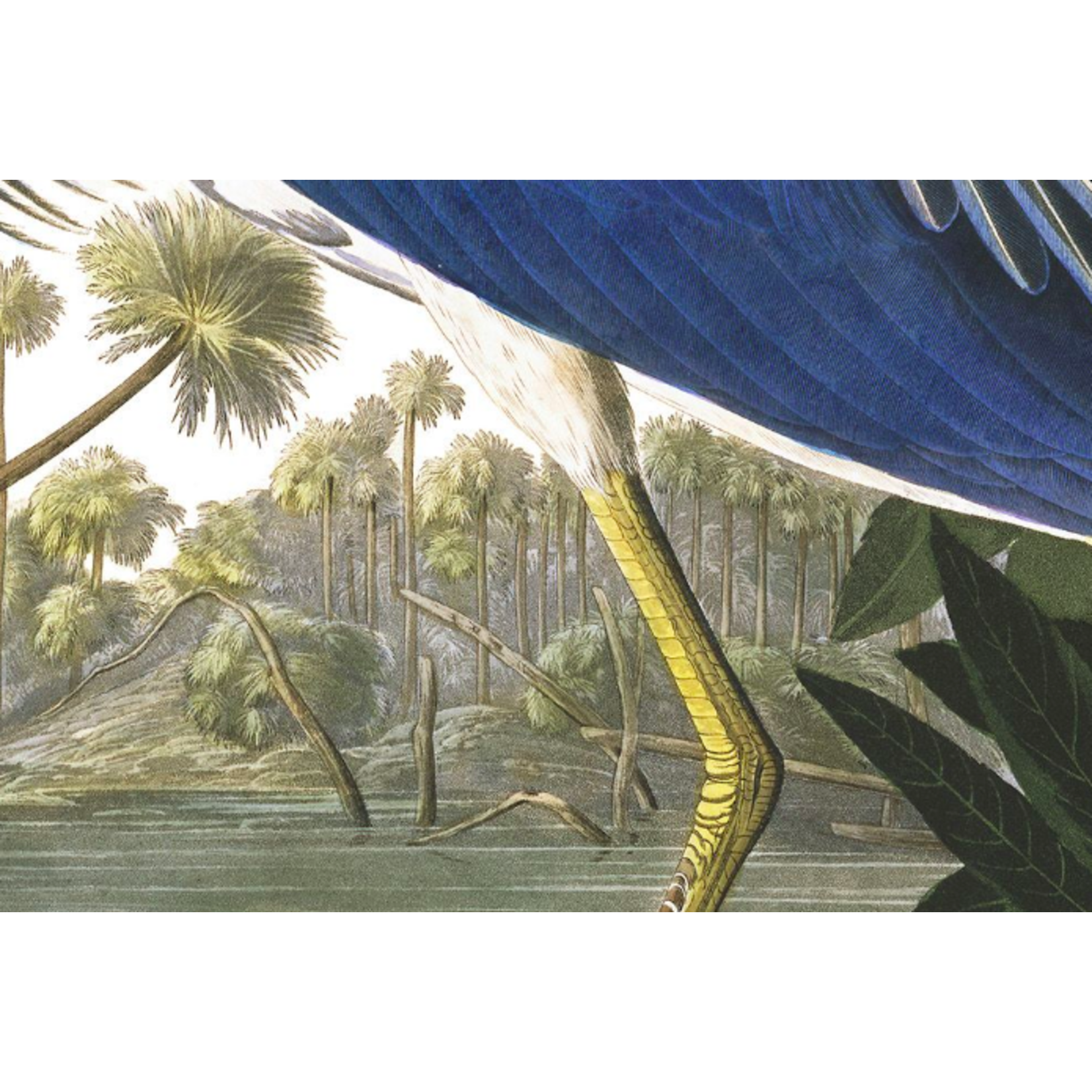The Picturalist | Fine Art Prints on Paper Louisiana Heron by John James Audubon