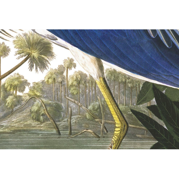 Fine Art Print on Rag Paper Louisiana Heron by John James Audubon