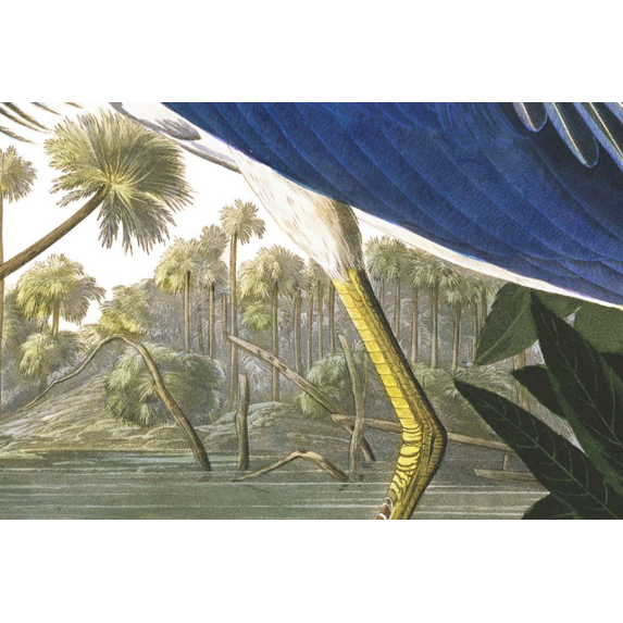 The Picturalist | Fine Art Prints on Paper Louisiana Heron by John James Audubon