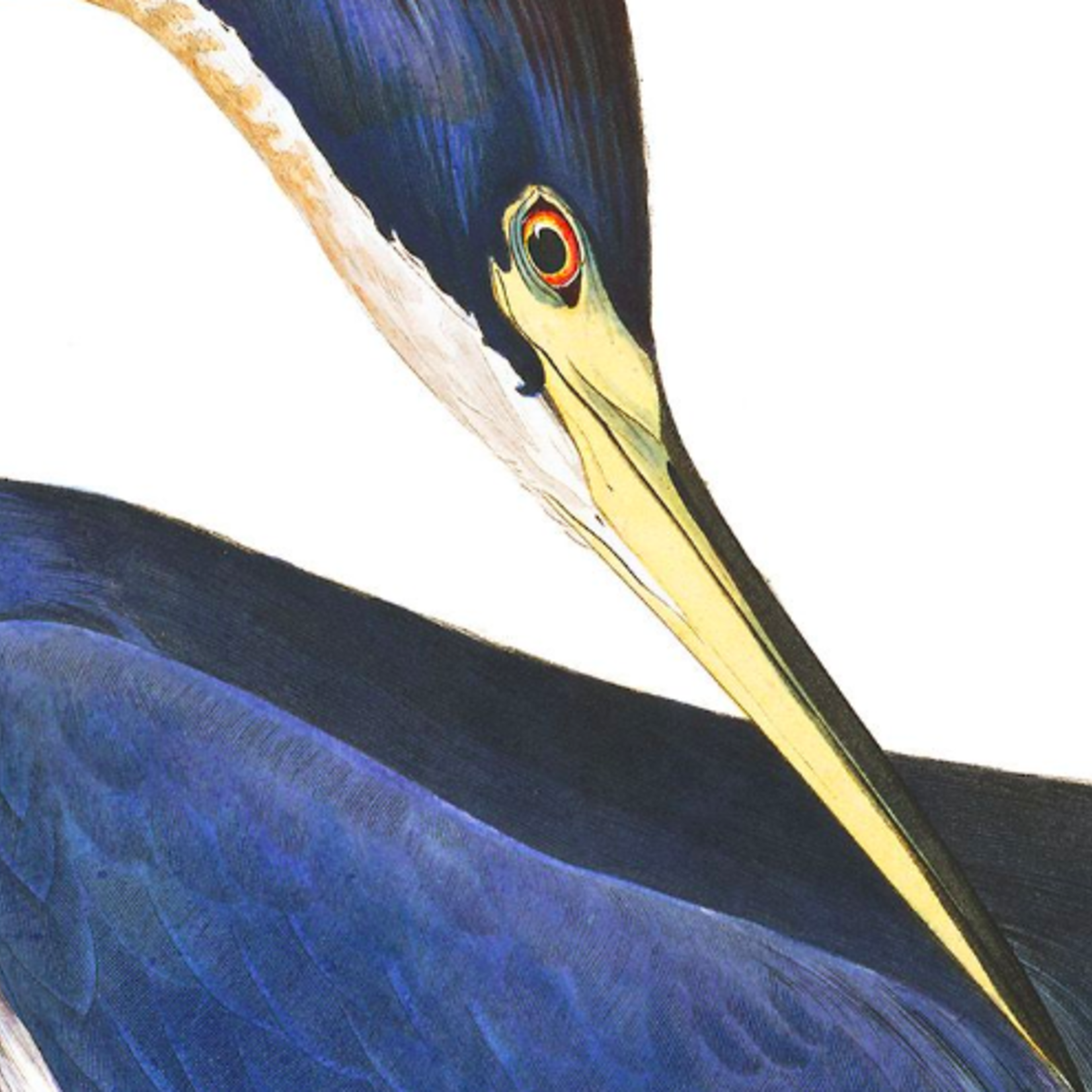 Framed Print on Rag Paper: Louisiana Heron by John James Audubon