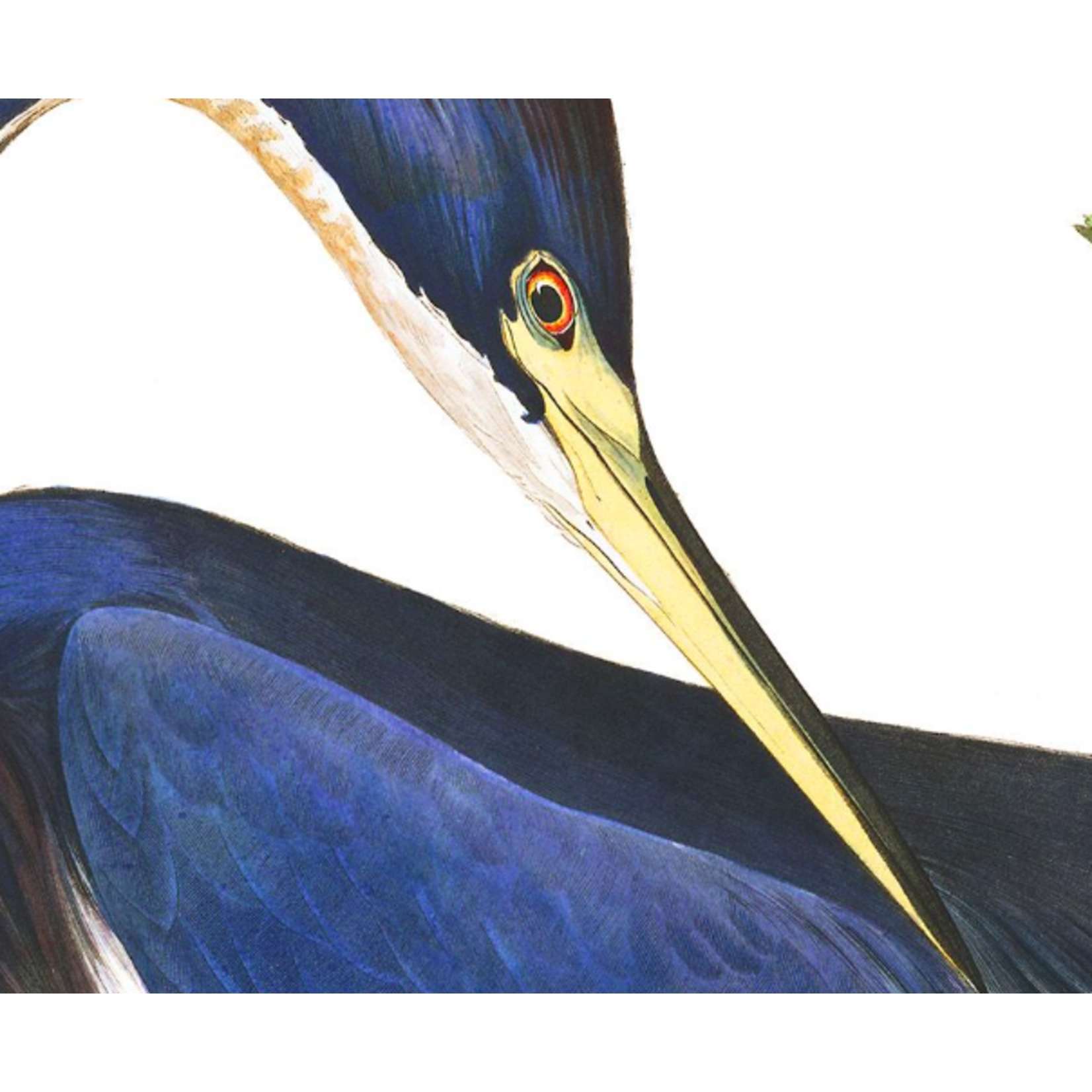 The Picturalist | Fine Art Prints on Paper Louisiana Heron by John James Audubon