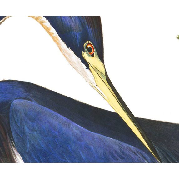 The Picturalist | Fine Art Prints on Paper Louisiana Heron by John James Audubon