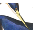 The Picturalist | Fine Art Prints on Paper Louisiana Heron by John James Audubon