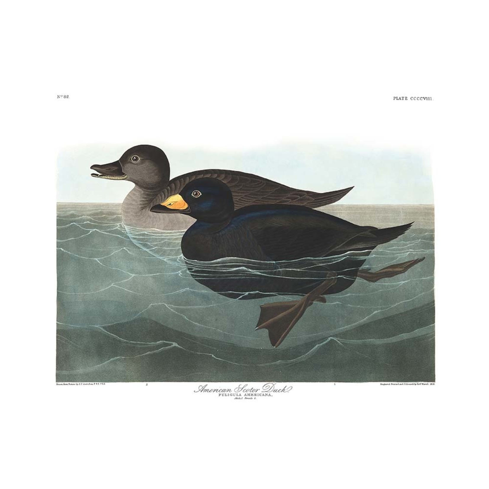 Fine Art Print on Rag Paper American Scoter Duck by John James Audubon