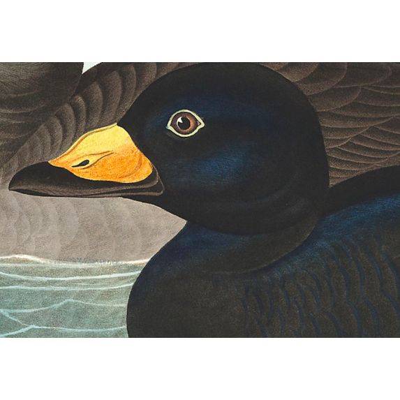 Framed Print on Rag Paper: American Scoter Duck by John James Audubon