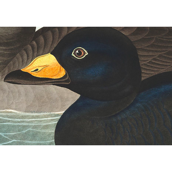 The Picturalist | Fine Art Prints on Paper American Scoter Duck by John James Audubon