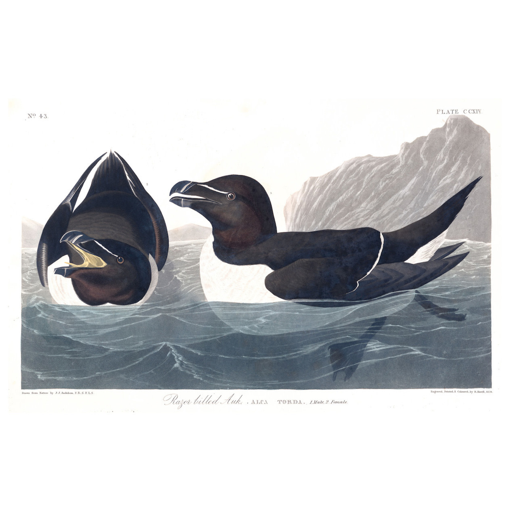 Fine Art Print on Rag Paper Razor Billed Auk by John James Audubon