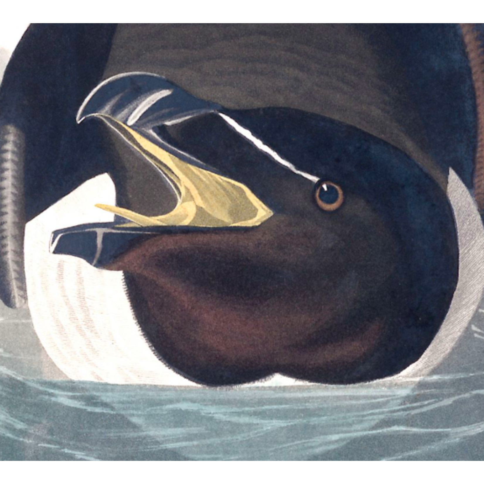 The Picturalist | Fine Art Prints on Paper Razor Billed Auk by John James Audubon