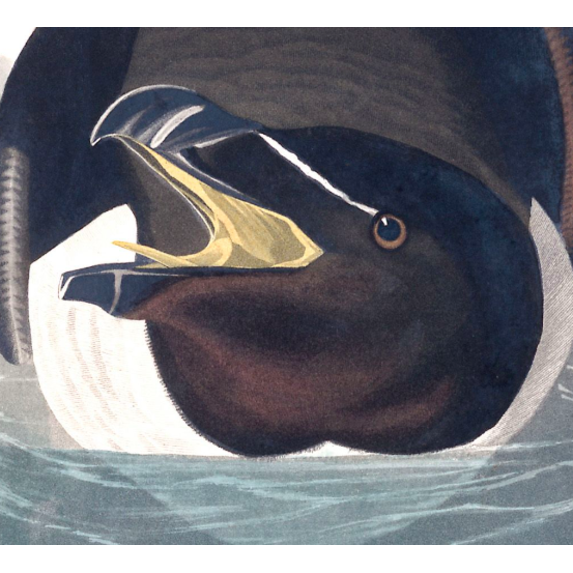 The Picturalist | Fine Art Prints on Paper Razor Billed Auk by John James Audubon